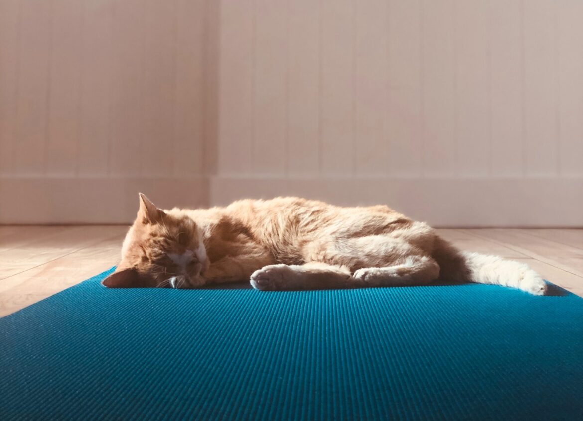 Cat on yoga mat